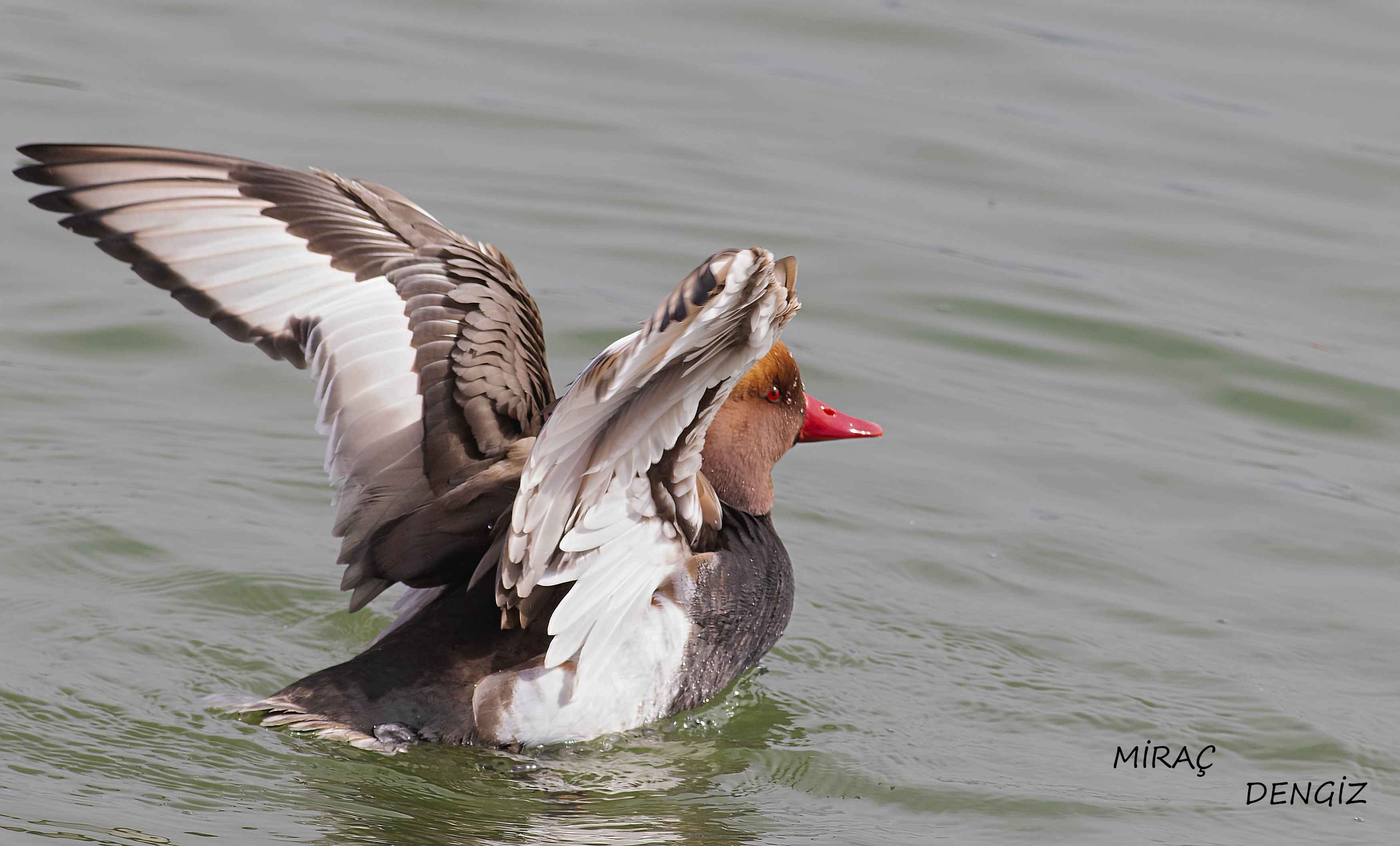 Red-crested Pochard